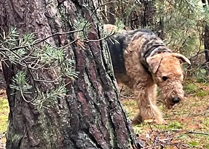 Hanka I Jurek Boruja